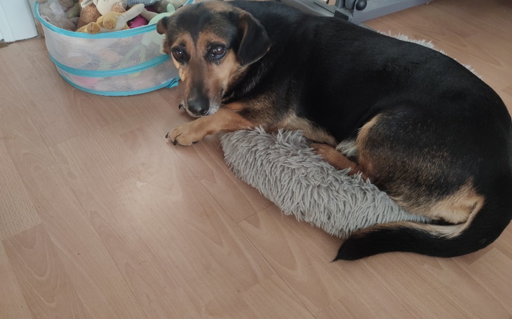 Zbiórka Operacja bezdomnej suczki - zdjęcie główne