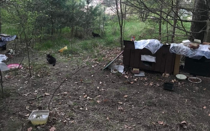 Zbiórka Trudne czasy zwierząt i ludzi - zdjęcie główne