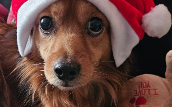Pies w czapce Mikołaja, z uroczym spojrzeniem.