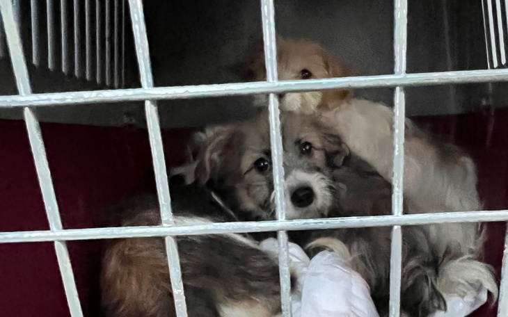 Zbiórka szczeniaczki - odpady hodowlane - zdjęcie główne