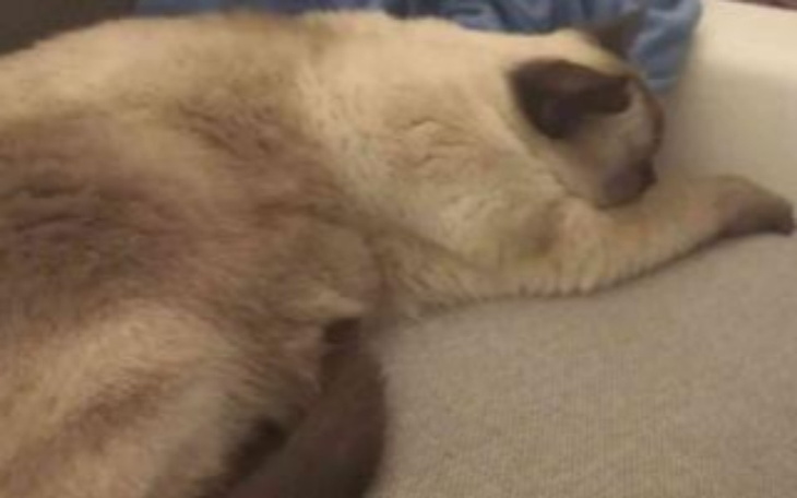 Zbiórka Uratuj mojego kotka - zdjęcie główne