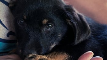 Zbiórka Ponad setka serduszek. - miniaturka zdjęcia