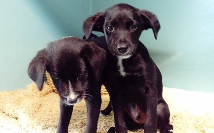 Zbiórka Szczenięta z lasu. - zdjęcie główne