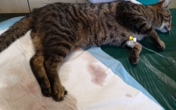 Zbiórka BURASKOWI grozi eutanazja - zdjęcie główne