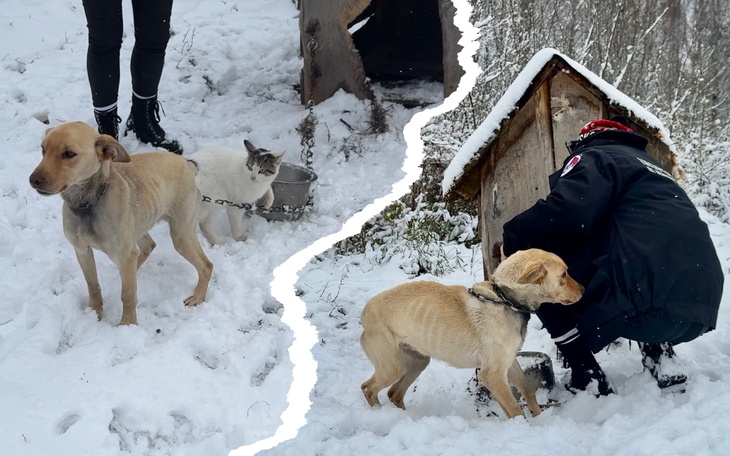 Dwa psy i kot na śniegu, z osobą w czarnym ubraniu.