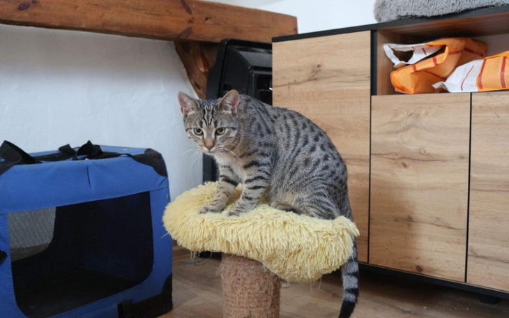 Zbiórka Dzień kota ,utrzymanie kotów lut - zdjęcie główne