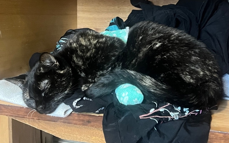 Zbiórka Leczenie złamanej łapki 3 - zdjęcie główne