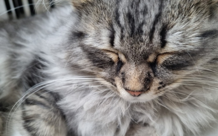 Zbiórka Merlin - zbiórka na leczenie - zdjęcie główne