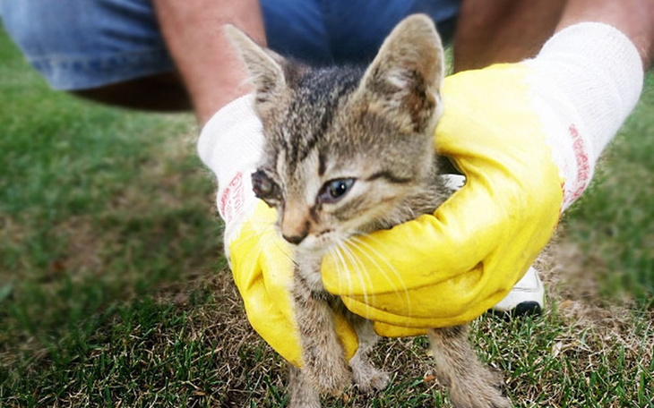 Zbiórka Leczenie małej sierotki - zdjęcie główne