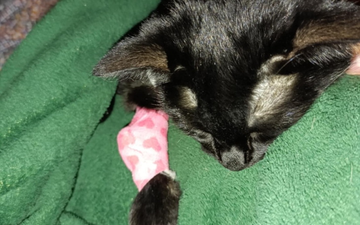 Czarny kot śpiący na zielonym kocyku.