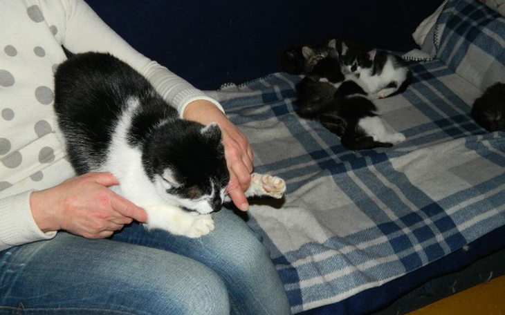 Zbiórka Ona, kotki, rak i samotność - zdjęcie główne