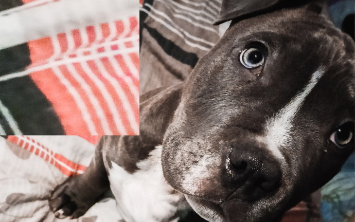 Zbiórka American Stafford Terrier - zdjęcie główne