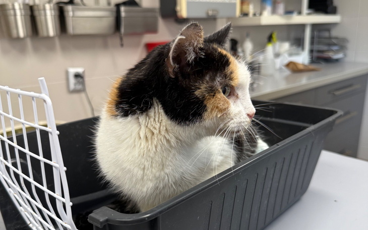 Kot siedzący w transporterze, patrzący w bok.