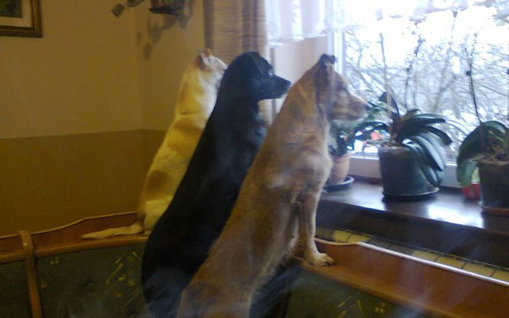 Zbiórka Na karmę i weta - zdjęcie główne