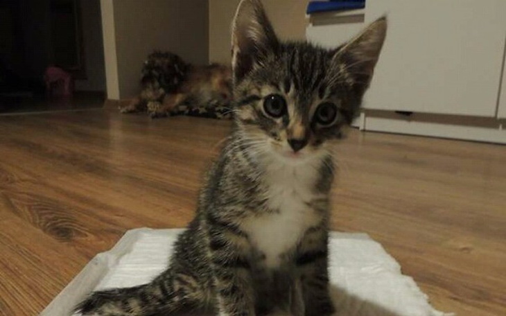 Zbiórka Walka Lusi z paraliżem nóg... - zdjęcie główne