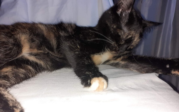 Zbiórka Chora kotka po zmarłym panu - zdjęcie główne