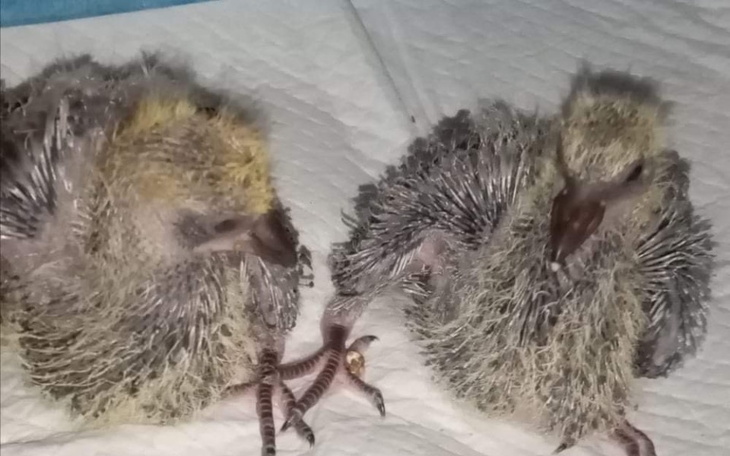 Zbiórka Na ratunek gołębiom - zdjęcie główne