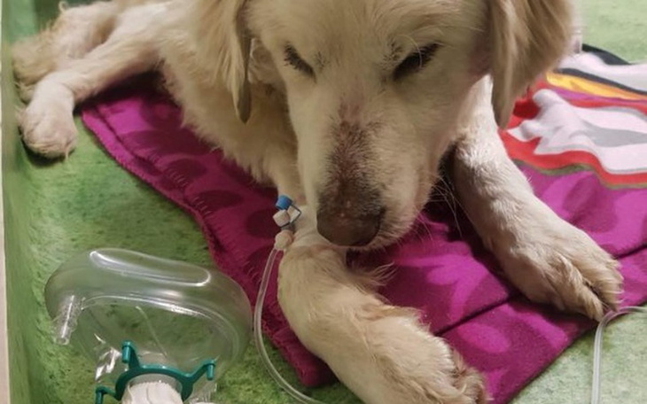 Zbiórka Bella walczy o życie Pomocy! - zdjęcie główne