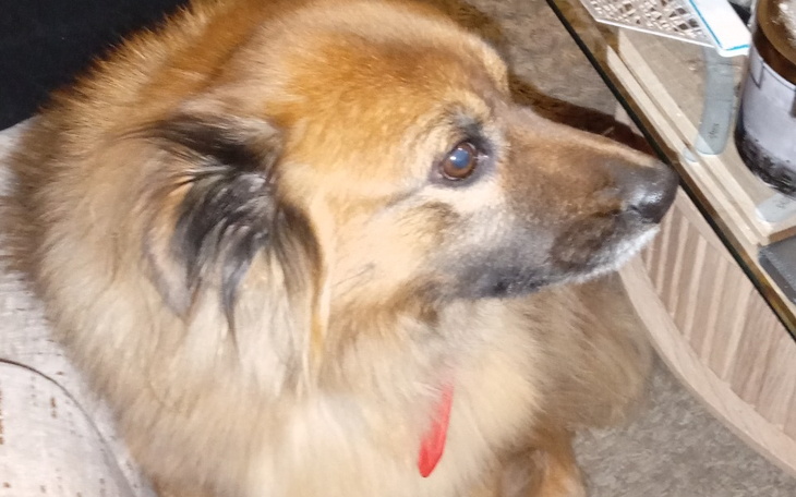 Zbiórka Zbieram na leczenie naszego pupi - zdjęcie główne