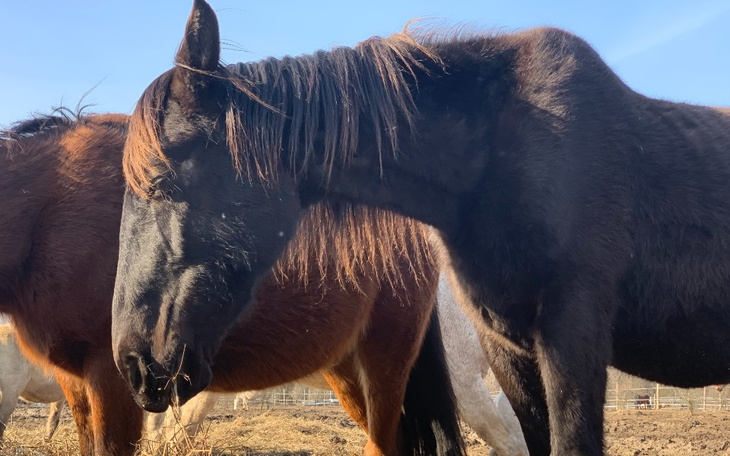 Zbiórka O koniu, który unika śmierci - zdjęcie główne