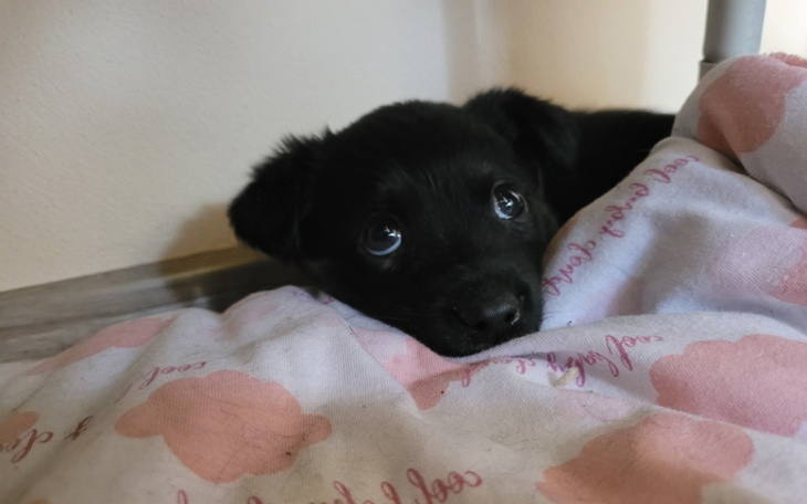 Zbiórka Pomóż Helenie - zdjęcie główne