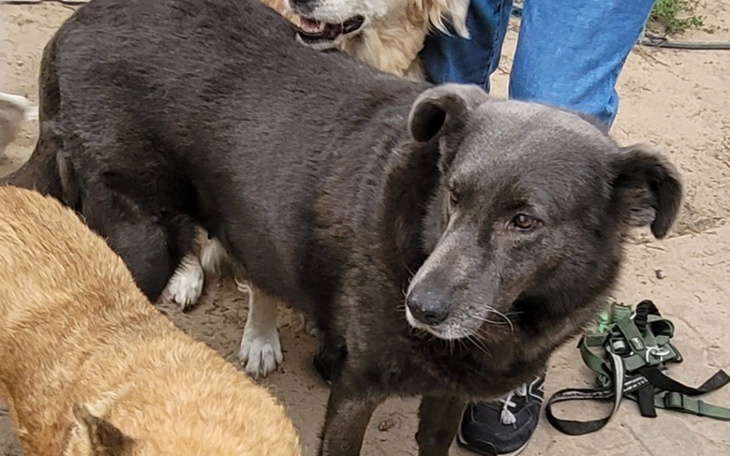 Zbiórka Zbiórka na badania i leki - zdjęcie główne