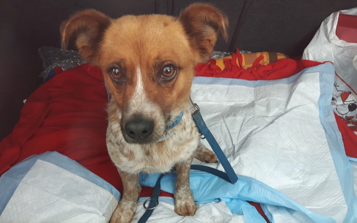 Mały piesek siedzący w samochodzie, z wyrazem ciekawości.