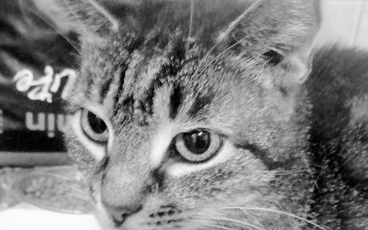 Czarnobiały portret kota z wyrazistymi oczami.