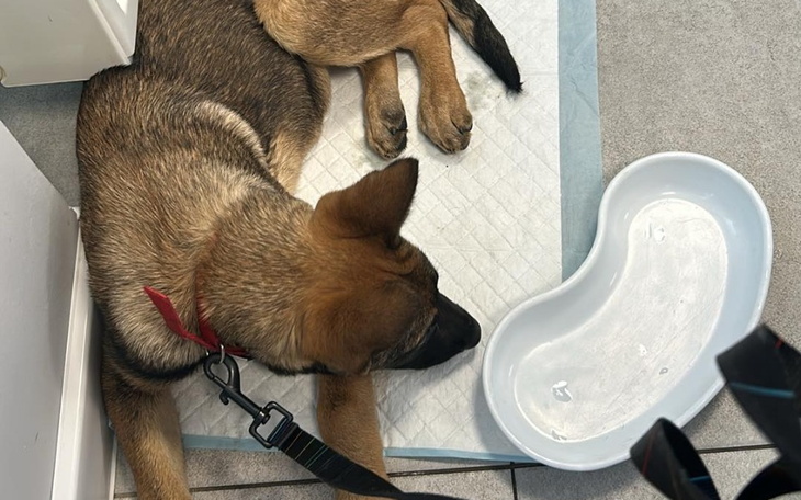 Zbiórka Na ratunek Atomówkom - zdjęcie główne