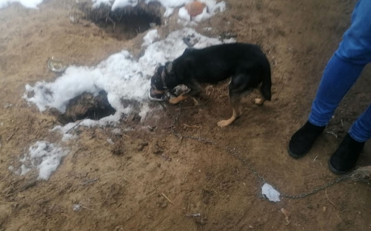 Pies szukający czegoś w śniegu.