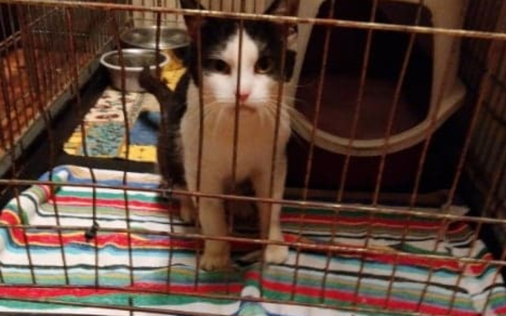 Zbiórka Na budowę woliery dla kotów - zdjęcie główne