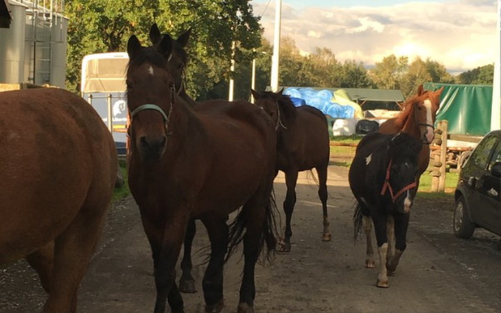 Zbiórka Pomóż Ocalonym wrócić do domu... - zdjęcie główne