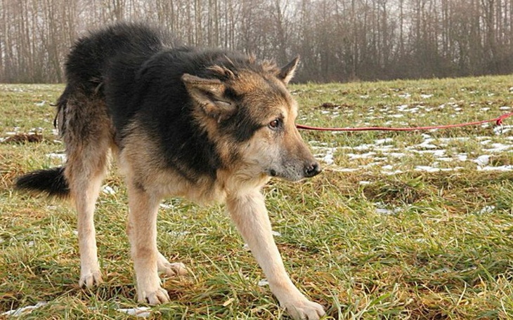 Zbiórka Despero-schroniskowy weteran. - zdjęcie główne