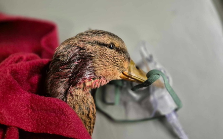 Zbiórka Kaczuszka z podziurawioną szyją - zdjęcie główne