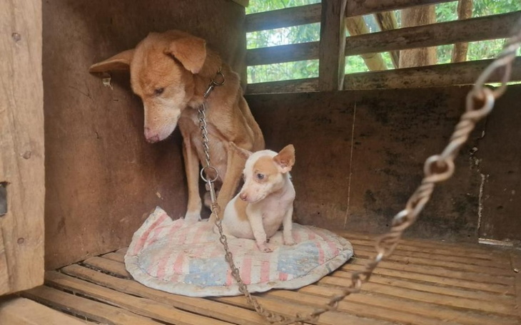 Zbiórka Ocalmy Monę i maluszka z Filipin - zdjęcie główne