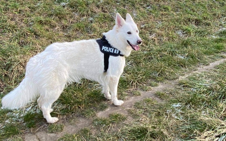 Zbiórka Na leczenie mojego pieska lei - zdjęcie główne