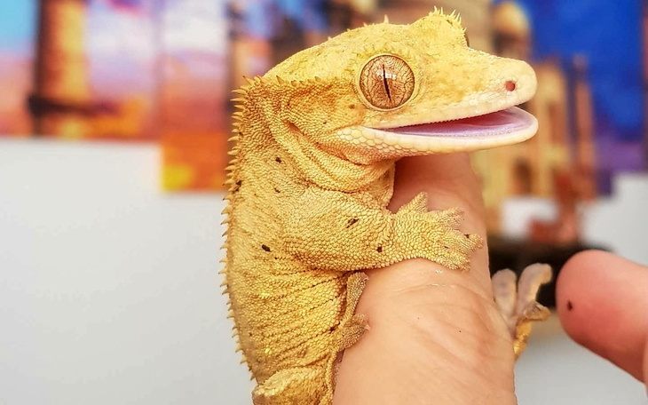 Zbiórka Na hodowlę gekonów - zdjęcie główne