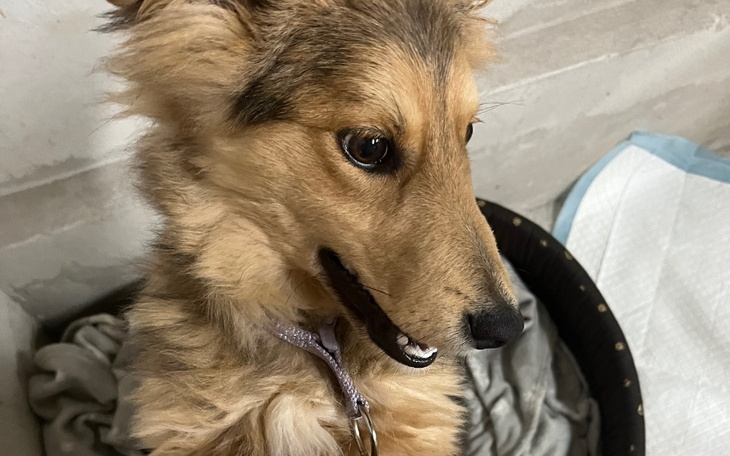 Zbiórka 2 miesiące życia w schronisku.. - zdjęcie główne