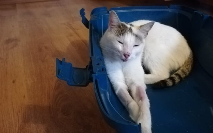 Zbiórka Przybłęda Mary chce być zdrowa - zdjęcie główne