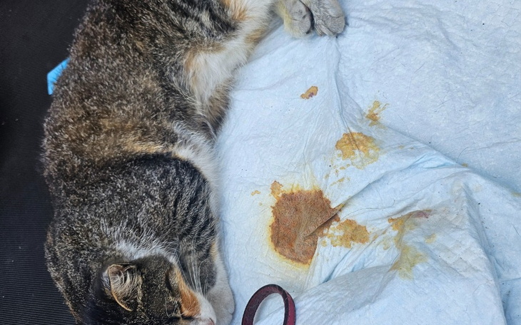 Zbiórka Pomoc dla kotki po potrąceniu sa - zdjęcie główne