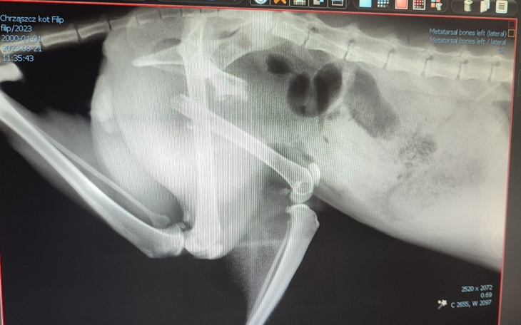 Zbiórka Na ratunek bezdomnemu Filipkowi - zdjęcie główne