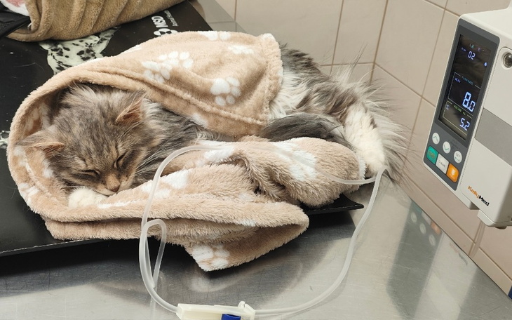 Śpiący kot owinięty w koc, podłączony do aparatury.