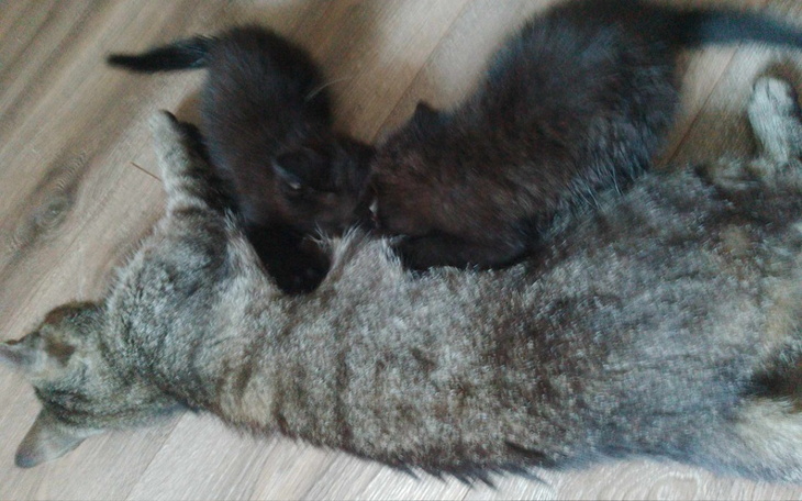 Zbiórka Utrzymanie i leczenie kociąt - zdjęcie główne