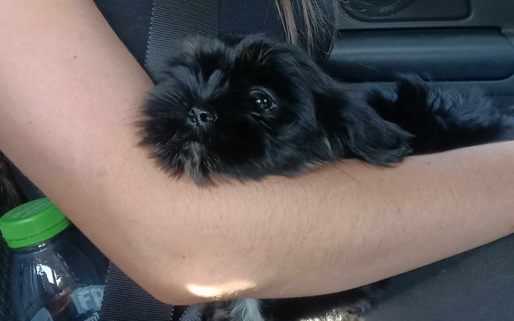 Zbiórka Operacja i leczenie Aro - zdjęcie główne