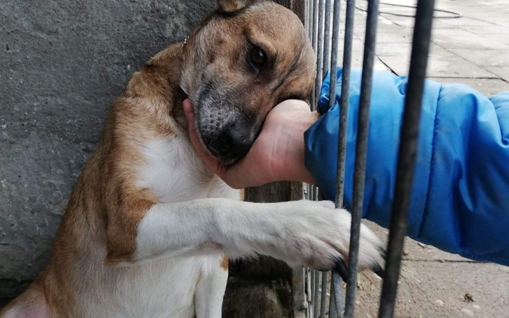 Zbiórka Leczenie i danie domu tymczasowe - zdjęcie główne