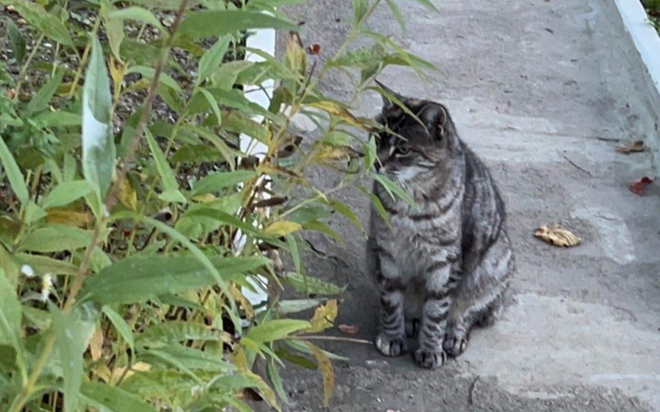 Zbiórka Na karmę dla zwierząt z dworu - zdjęcie główne