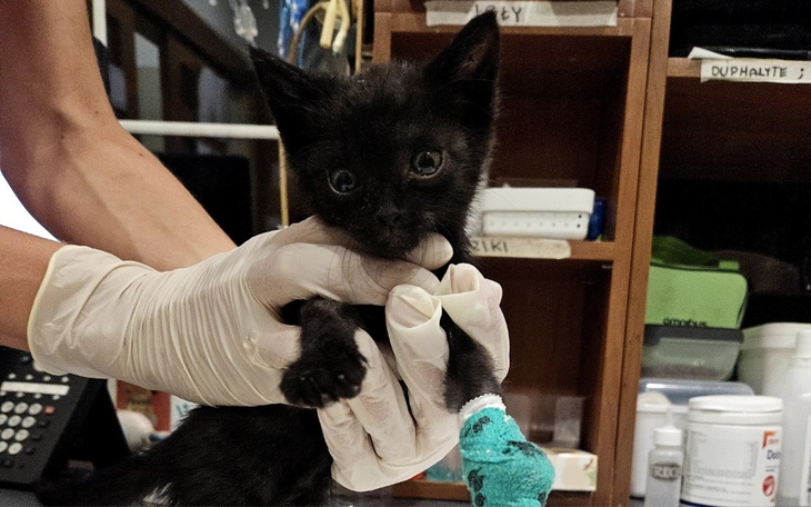 Zbiórka Leczenie Blue - zdjęcie główne