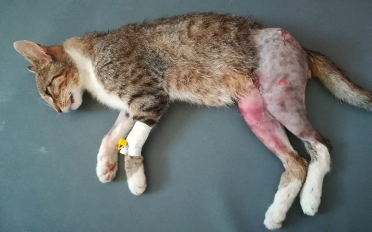 Zbiórka kot operacja nogi - zdjęcie główne