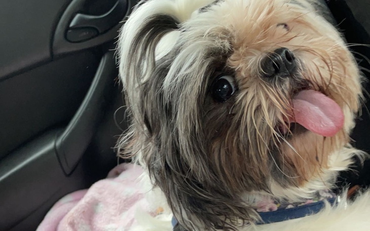 Zbiórka Sterylizacja Dla Nelci - zdjęcie główne