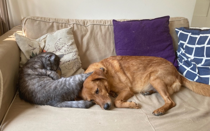 Zbiórka Leczenie Soni i Syrenki - zdjęcie główne